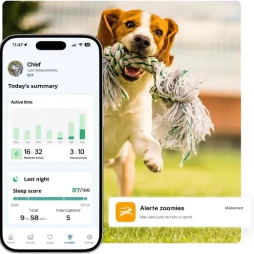 Test Invoxia Biotracker Édition 2026 : le collier santé/GPS pour chien qui rassure… mais qui pique au portefeuille