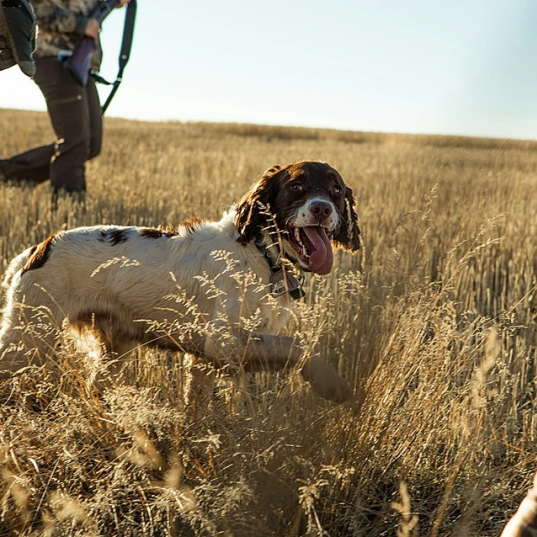 L'importance du collier seresto chien pour la prévention des infestations