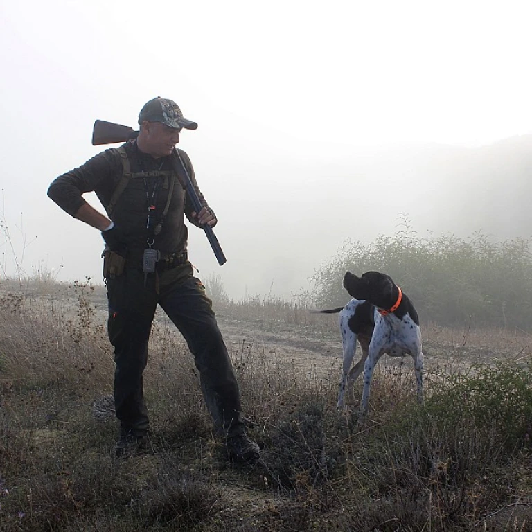 Pornos chiens : un phénomène controversé et troublant