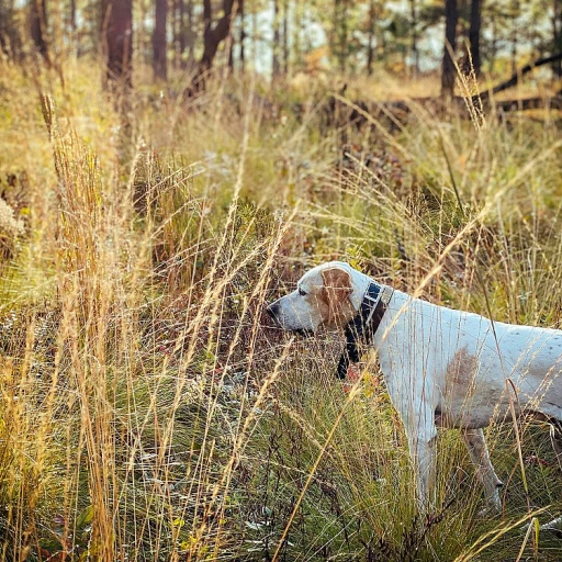 Tout savoir sur le shetland chien : une race pas comme les autres