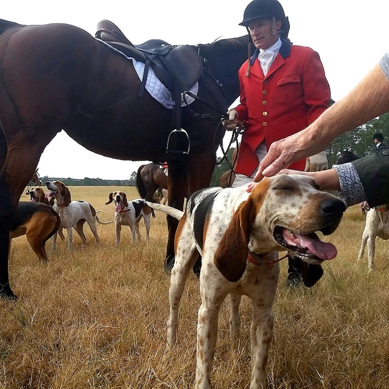 Chien et collerette