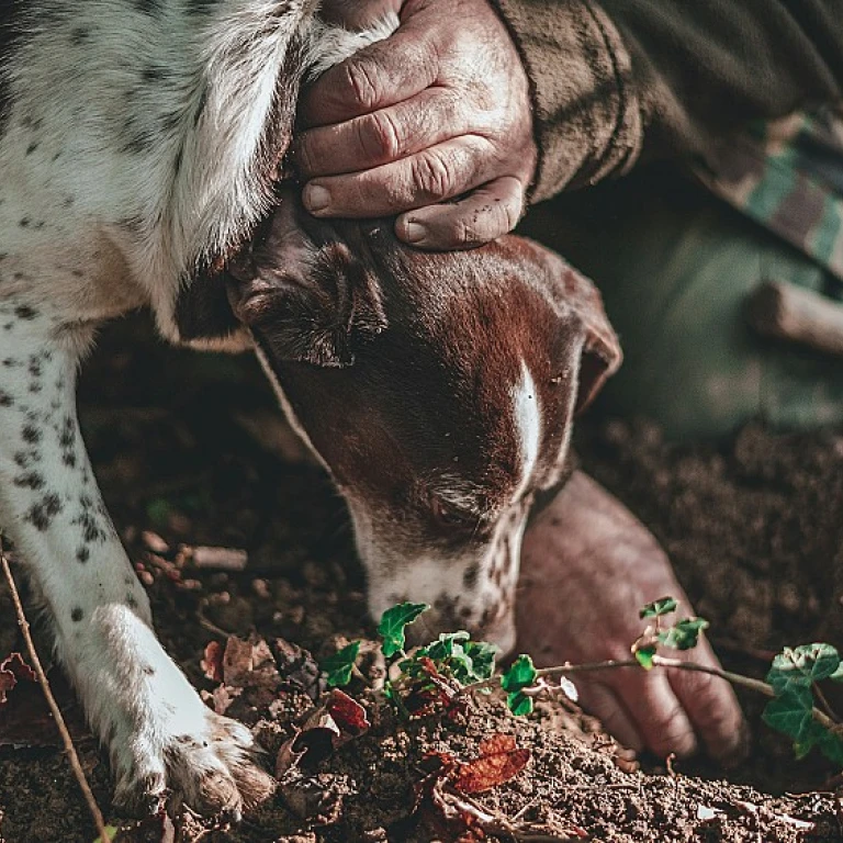 Le monde fascinant du chien noir et blanc : une exploration visuelle et informative