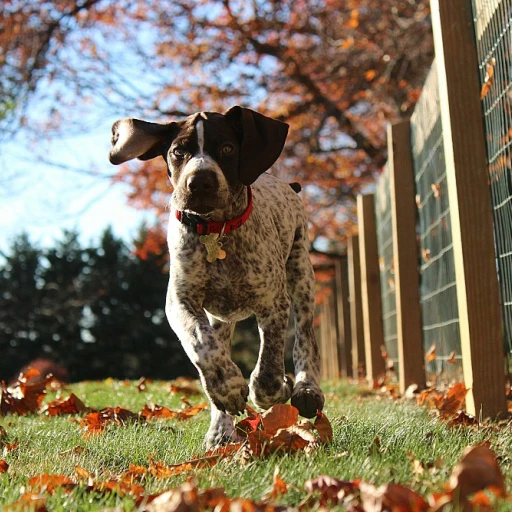 Poussette chien : le guide complet pour choisir la meilleure poussette pour vos animaux de compagnie
