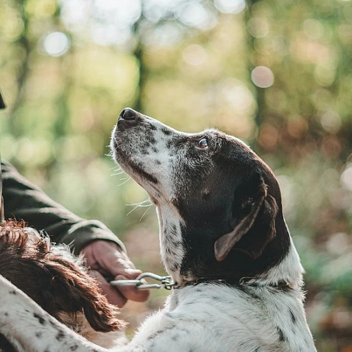 Collier gps chien : guide complet et conseils d'achat