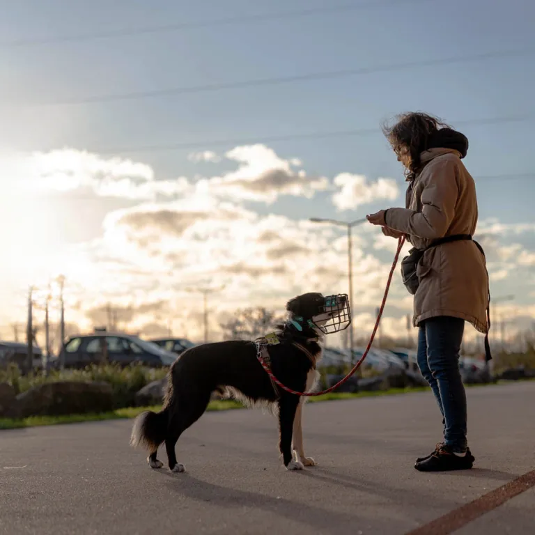 Impact Réactivité : Rééduquer les chiens réactifs pour une meilleure cohabitation