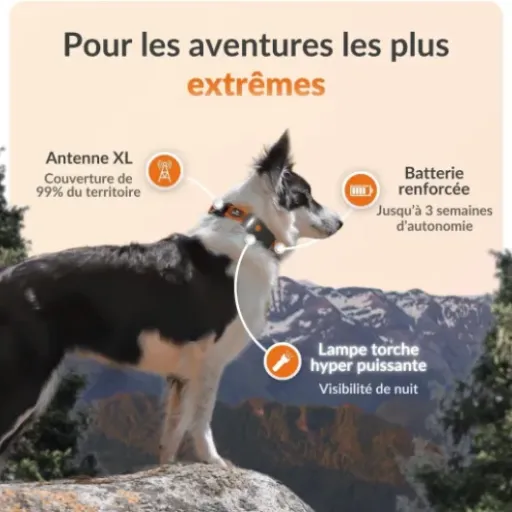 Test Weenect Chien XT : le collier GPS qui fait le job, sans fioritures