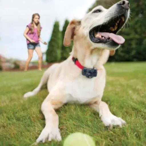 Test PetSafe - Système de Clôture Anti-Fugue : une solution efficace pour les chiens fugueurs