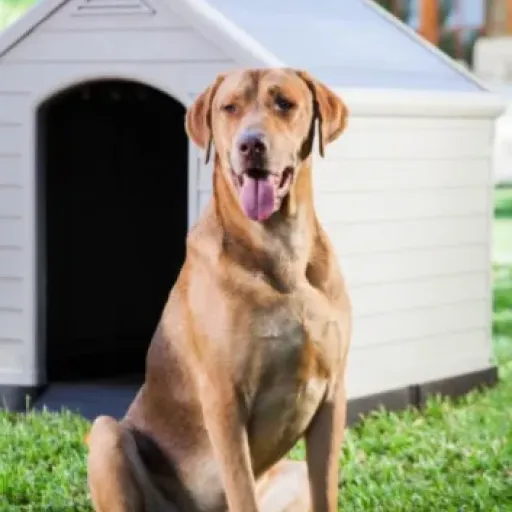Test de la Niche pour Chien Curver : une maison écolo pour votre compagnon
