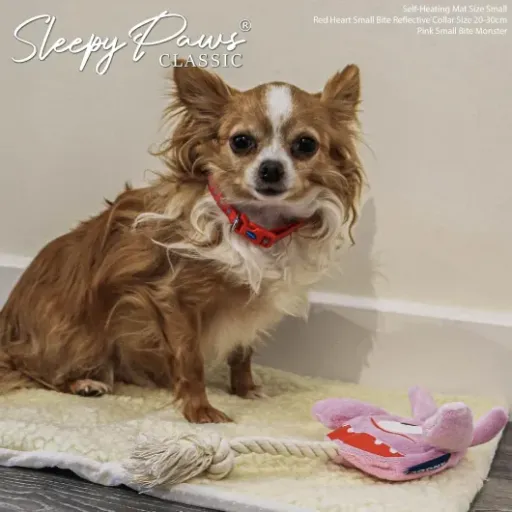 Test Ancol Coussin Plat Auto-Chauffant : pour les siestes confortables de nos compagnons à quatre pattes.