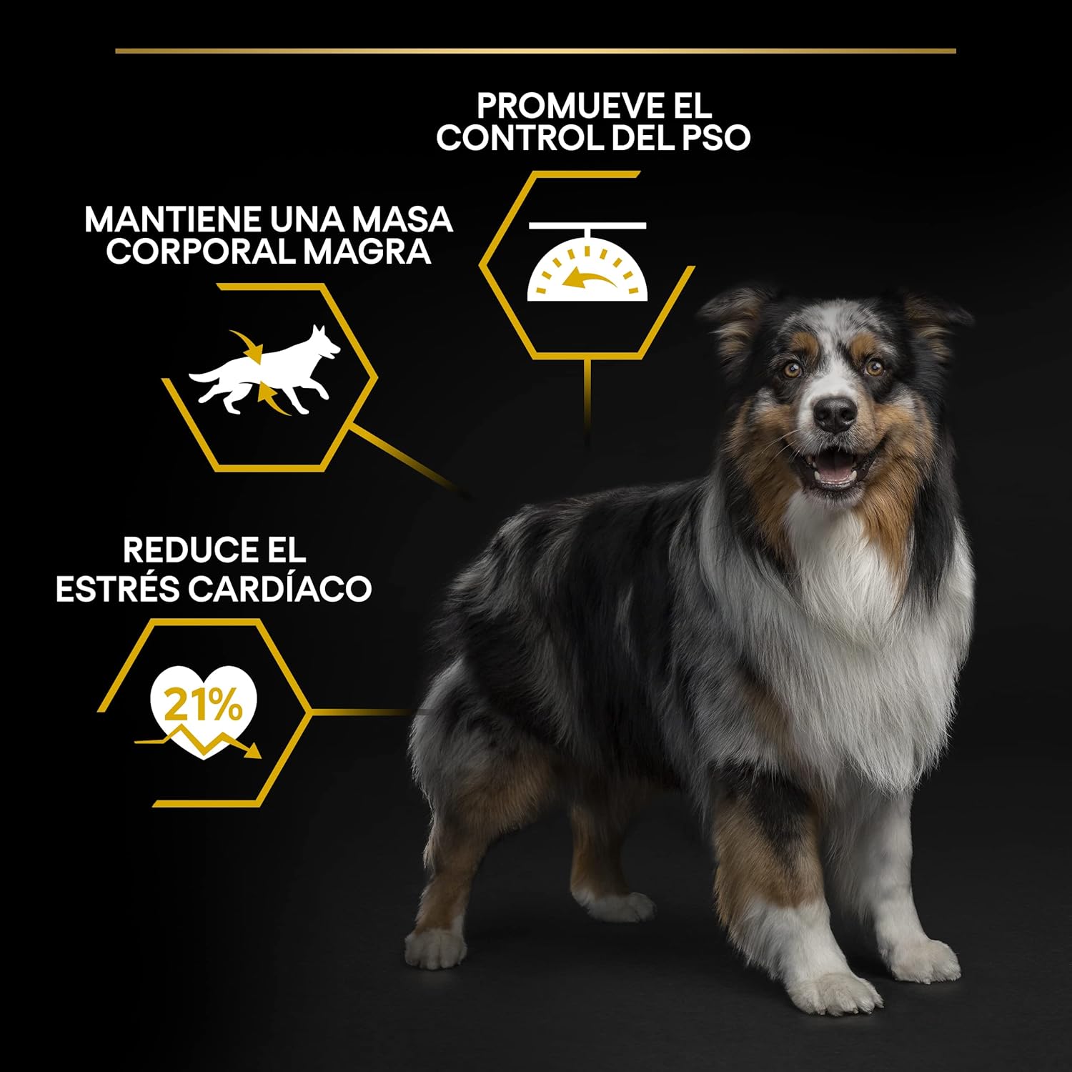PURINA PRO PLAN - Light/Stérilisé- Chien Adulte - Toutes Tailles - Croquettes Riches en Protéines- Au Poulet- Favorise la gestion du Poids - Sac - 14KG 14 kg (Lot de 1)
