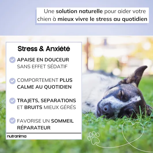 Stress & Anxiété Chien - Complément Apaisant aux Ingrédients Naturels - 120 Friandises Bien-Être - Soutient le Comportement Calme - Chiot, Adulte et Sénior - Marque Française
