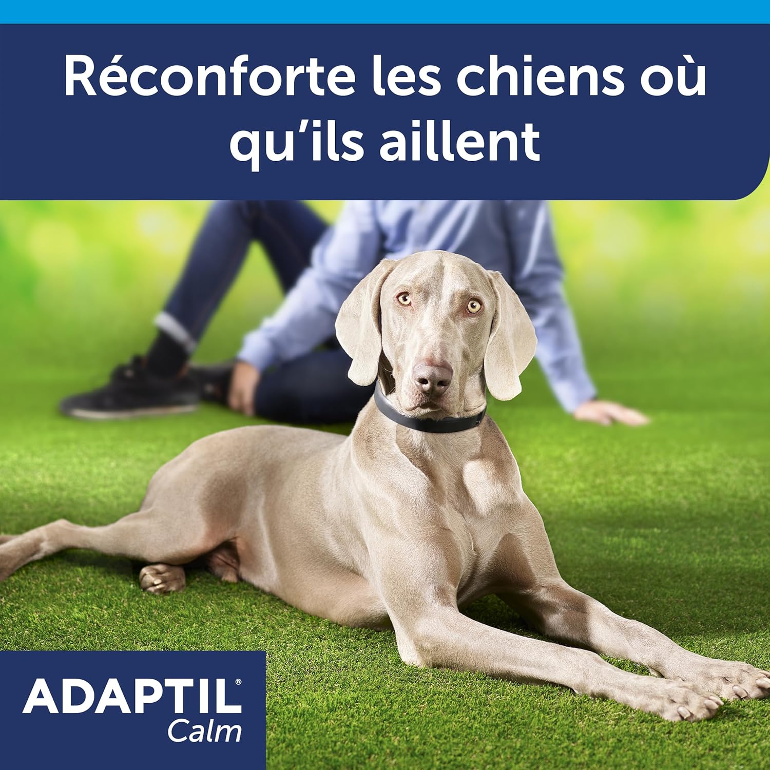 Calm – Anti-stress pour chien – Collier Moyens et Grands Chiens – Taille M/L Blue M (Lot de 1)