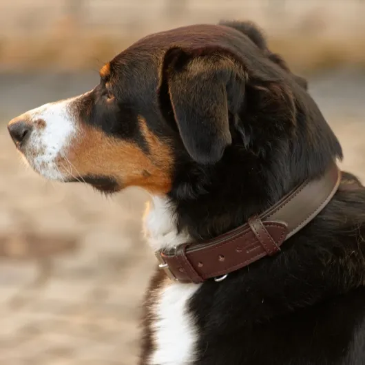 Gusti Jacky Collier en cuir pour chien - Taille L - Marron foncé marron foncé L