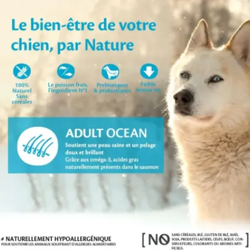 Test Wellness CORE Océan 10 kg : des croquettes poisson sérieuses pour chiens sensibles
