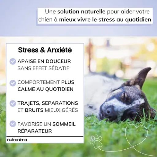 Test Nutranima Stress & Anxiété Chien : des friandises qui calment (un peu) le chien sans le shooter