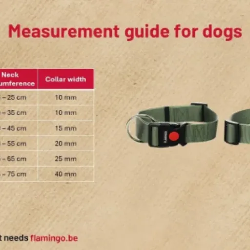 Test Collier Ziggi Kaki XXS : un petit collier basique qui fait le job pour les mini chiens