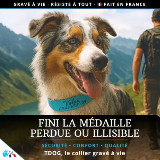 Test Collier Chien personnalisé Biothane TDOG : le collier costaud et pratique pour les chiens qui bougent