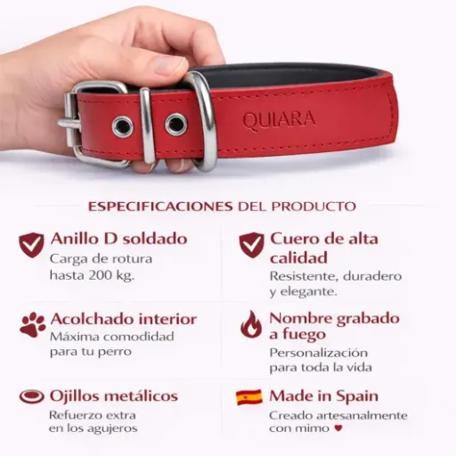 Test collier cuir Paseatumascota XL : costaud, confortable et gravé au nom du chien