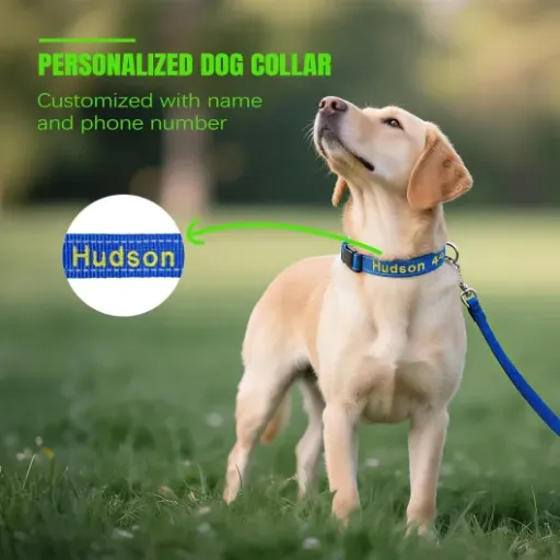 Test Collier Chien Personnalisé TICBIK : un collier simple, lisible et pas cher qui fait le job