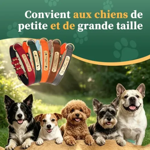 Test Collier pour Chien en Cuir PU personnalisé : pratique sur le papier, décevant dans les détails