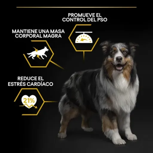 Test PURINA PRO PLAN Light/Stérilisé : des croquettes sérieuses pour gérer le poids… mais pas données