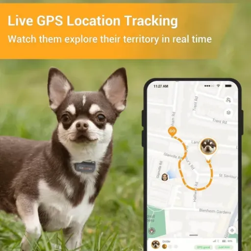 Test Pawfit Tracker GPS Lite : un petit traceur qui fait le job, mais pas sans compromis